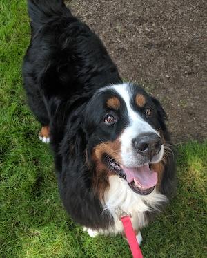 https://images.dog.ceo/breeds/mountain-bernese/IMG_20190828_122716.jpg