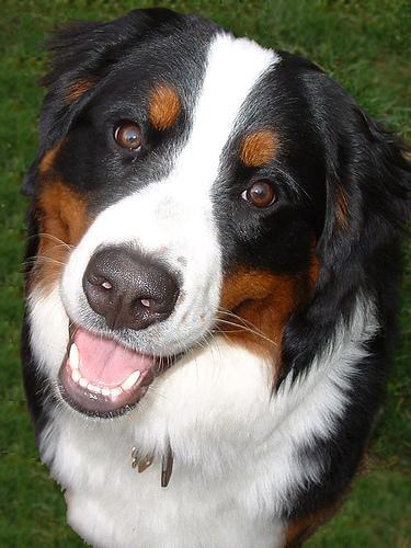 https://images.dog.ceo/breeds/mountain-bernese/n02107683_1071.jpg