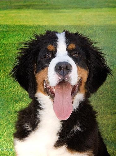 https://images.dog.ceo/breeds/mountain-bernese/n02107683_1076.jpg