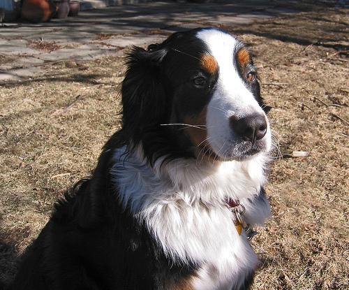 https://images.dog.ceo/breeds/mountain-bernese/n02107683_1224.jpg