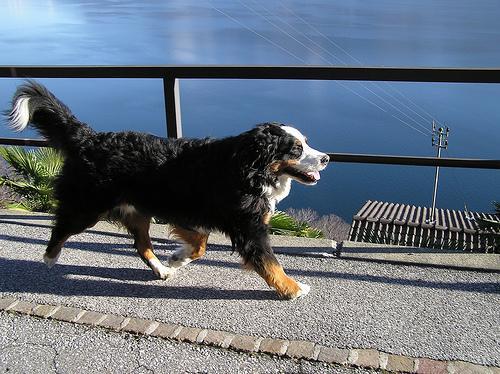 https://images.dog.ceo/breeds/mountain-bernese/n02107683_1244.jpg