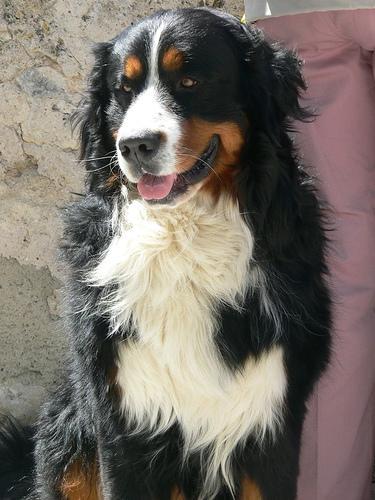 https://images.dog.ceo/breeds/mountain-bernese/n02107683_1248.jpg