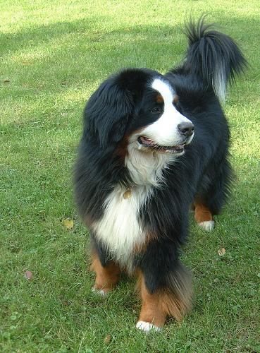 https://images.dog.ceo/breeds/mountain-bernese/n02107683_1255.jpg