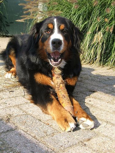 https://images.dog.ceo/breeds/mountain-bernese/n02107683_1375.jpg