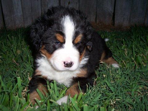 https://images.dog.ceo/breeds/mountain-bernese/n02107683_1400.jpg