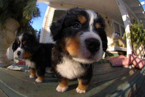 https://images.dog.ceo/breeds/mountain-bernese/n02107683_1417.jpg