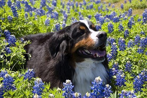 https://images.dog.ceo/breeds/mountain-bernese/n02107683_1421.jpg