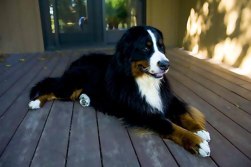 https://images.dog.ceo/breeds/mountain-bernese/n02107683_1460.jpg