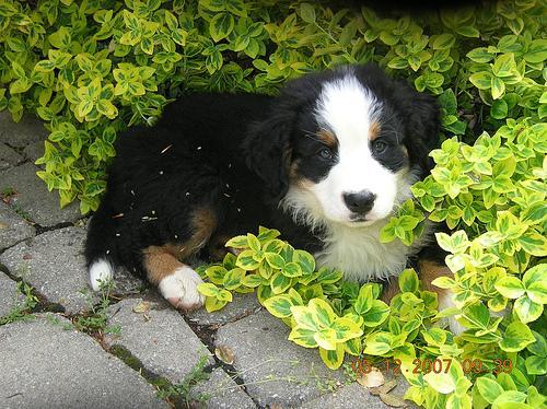 https://images.dog.ceo/breeds/mountain-bernese/n02107683_1468.jpg