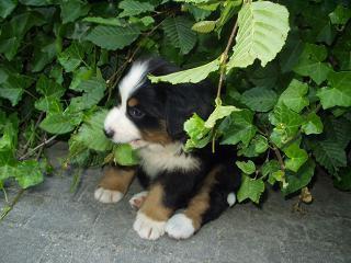 https://images.dog.ceo/breeds/mountain-bernese/n02107683_1542.jpg