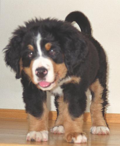 https://images.dog.ceo/breeds/mountain-bernese/n02107683_160.jpg