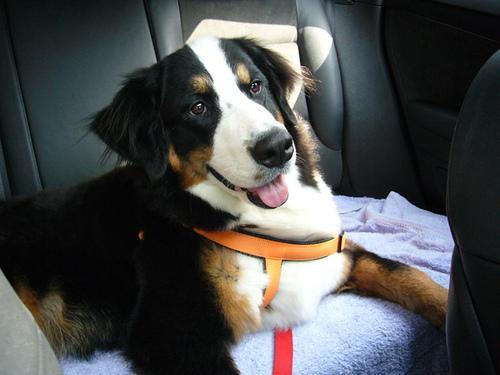 https://images.dog.ceo/breeds/mountain-bernese/n02107683_1629.jpg