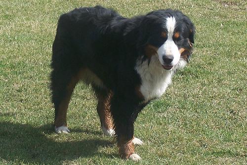 https://images.dog.ceo/breeds/mountain-bernese/n02107683_1707.jpg