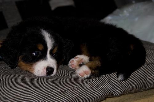 https://images.dog.ceo/breeds/mountain-bernese/n02107683_1752.jpg