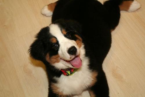 https://images.dog.ceo/breeds/mountain-bernese/n02107683_1781.jpg