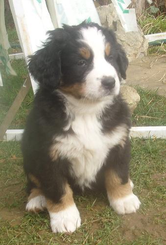 https://images.dog.ceo/breeds/mountain-bernese/n02107683_1958.jpg