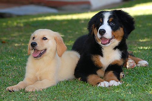 https://images.dog.ceo/breeds/mountain-bernese/n02107683_2007.jpg