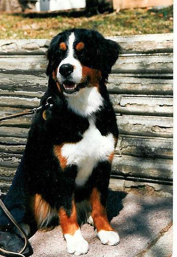 https://images.dog.ceo/breeds/mountain-bernese/n02107683_2036.jpg