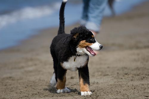 https://images.dog.ceo/breeds/mountain-bernese/n02107683_2043.jpg