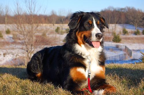 https://images.dog.ceo/breeds/mountain-bernese/n02107683_2059.jpg