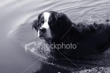 https://images.dog.ceo/breeds/mountain-bernese/n02107683_215.jpg