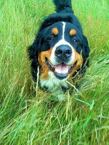 https://images.dog.ceo/breeds/mountain-bernese/n02107683_2277.jpg