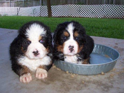 https://images.dog.ceo/breeds/mountain-bernese/n02107683_2350.jpg