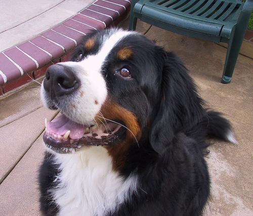 https://images.dog.ceo/breeds/mountain-bernese/n02107683_2360.jpg