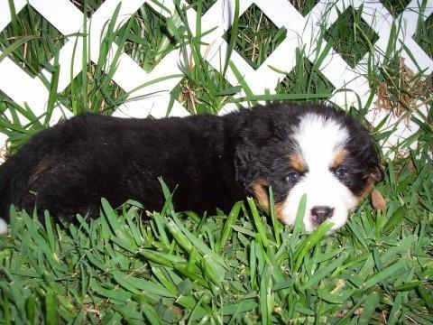 https://images.dog.ceo/breeds/mountain-bernese/n02107683_2521.jpg