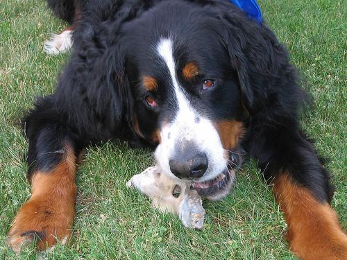 https://images.dog.ceo/breeds/mountain-bernese/n02107683_2567.jpg