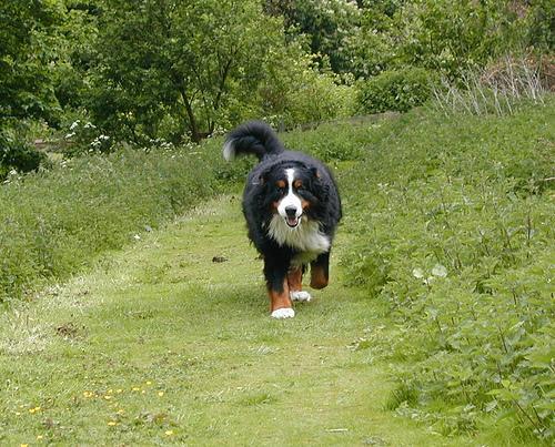 https://images.dog.ceo/breeds/mountain-bernese/n02107683_257.jpg