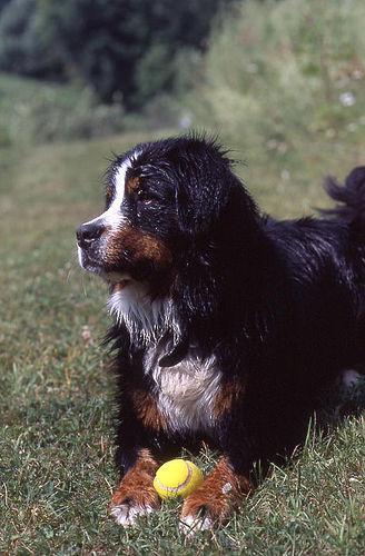 https://images.dog.ceo/breeds/mountain-bernese/n02107683_265.jpg