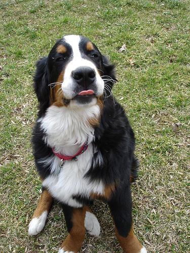 https://images.dog.ceo/breeds/mountain-bernese/n02107683_2664.jpg