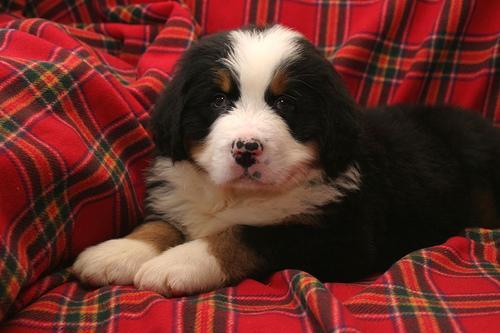 https://images.dog.ceo/breeds/mountain-bernese/n02107683_2693.jpg