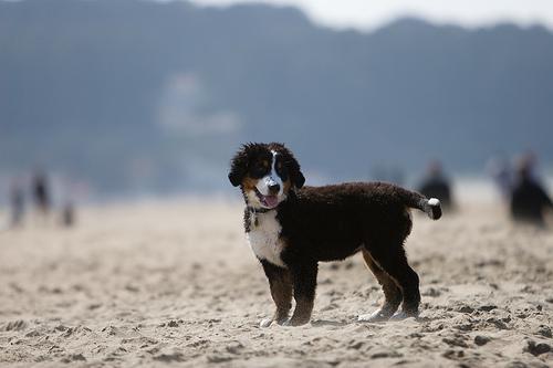 https://images.dog.ceo/breeds/mountain-bernese/n02107683_2705.jpg