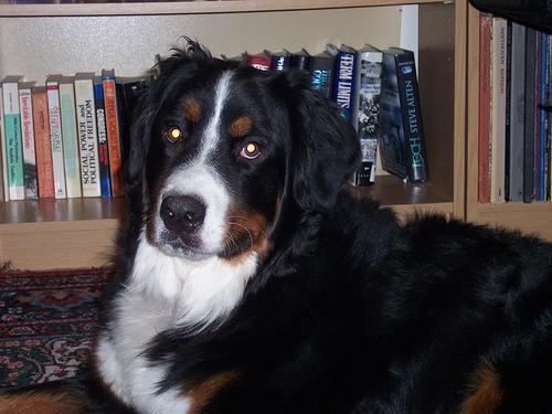 https://images.dog.ceo/breeds/mountain-bernese/n02107683_2727.jpg