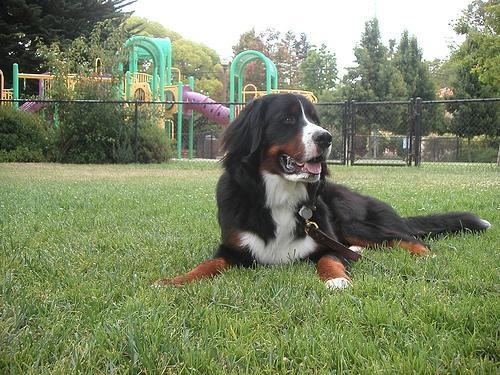 https://images.dog.ceo/breeds/mountain-bernese/n02107683_2734.jpg