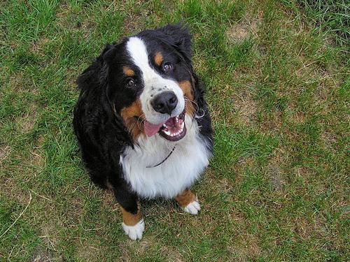 https://images.dog.ceo/breeds/mountain-bernese/n02107683_275.jpg