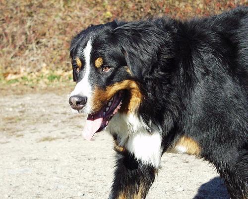 https://images.dog.ceo/breeds/mountain-bernese/n02107683_2758.jpg