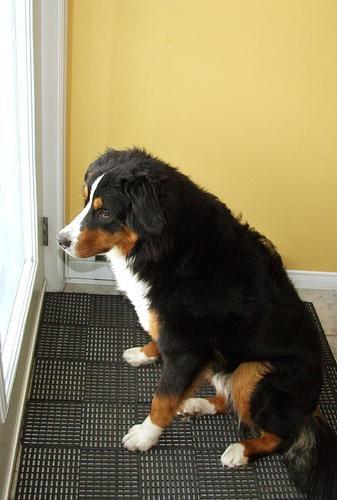 https://images.dog.ceo/breeds/mountain-bernese/n02107683_2771.jpg