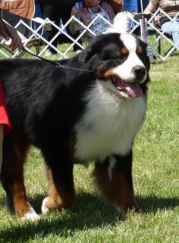 https://images.dog.ceo/breeds/mountain-bernese/n02107683_2878.jpg