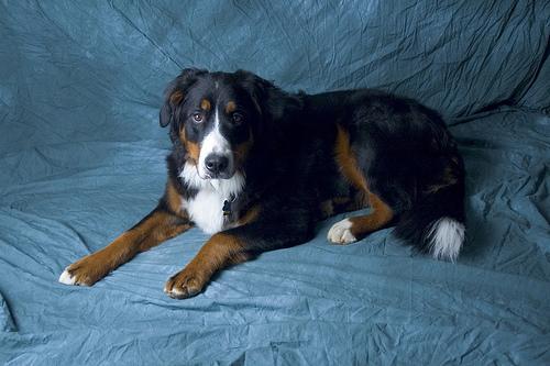 https://images.dog.ceo/breeds/mountain-bernese/n02107683_2881.jpg