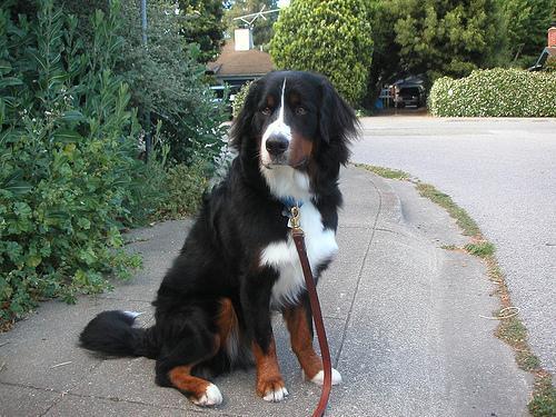 https://images.dog.ceo/breeds/mountain-bernese/n02107683_2902.jpg