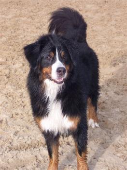 https://images.dog.ceo/breeds/mountain-bernese/n02107683_2913.jpg