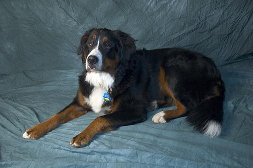 https://images.dog.ceo/breeds/mountain-bernese/n02107683_2946.jpg