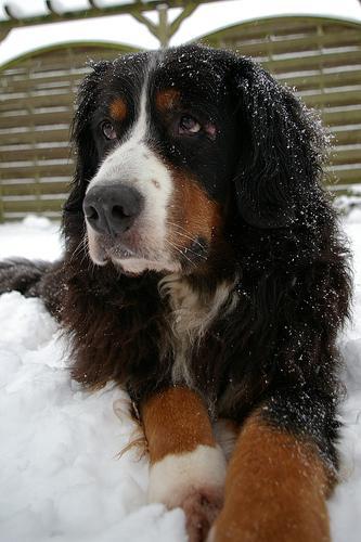 https://images.dog.ceo/breeds/mountain-bernese/n02107683_3046.jpg