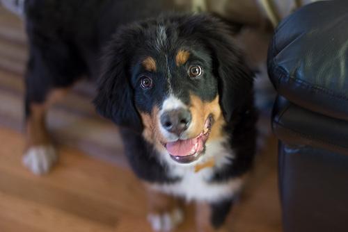 https://images.dog.ceo/breeds/mountain-bernese/n02107683_3088.jpg