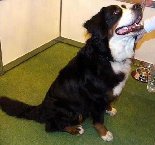 https://images.dog.ceo/breeds/mountain-bernese/n02107683_3140.jpg