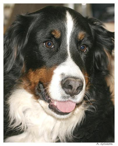 https://images.dog.ceo/breeds/mountain-bernese/n02107683_3166.jpg