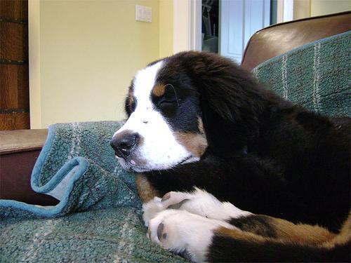 https://images.dog.ceo/breeds/mountain-bernese/n02107683_3204.jpg